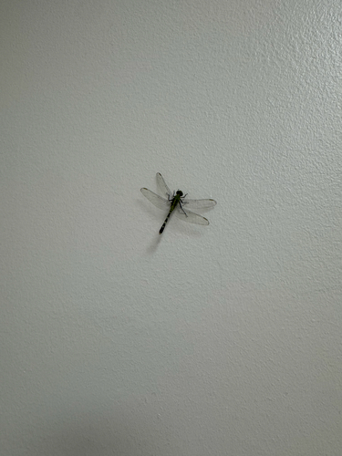 Eastern Pondhawk
