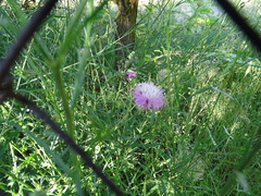 Mantisalca salmantica