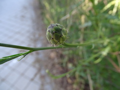 Mantisalca salmantica