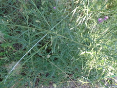 Mantisalca salmantica