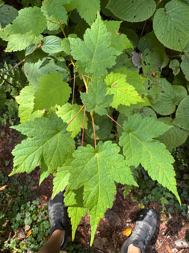 Mountain Maple