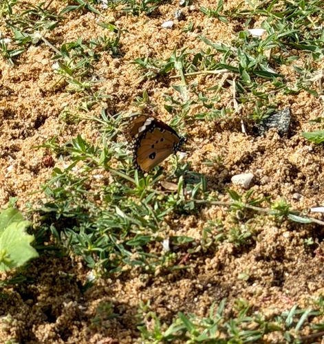 Plain Tiger Butterfly