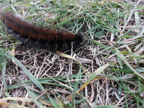 Fox Moth