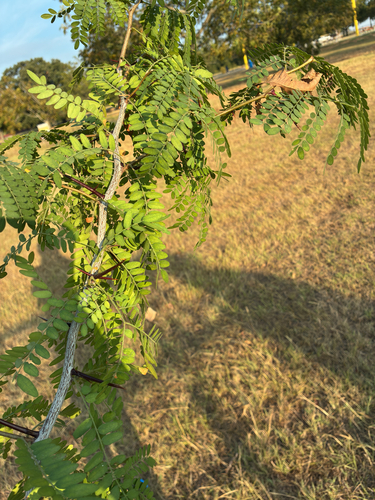 honey locust