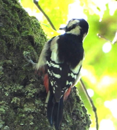 Great Spotted Woodpecker