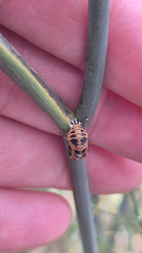 Asian Lady Beetle