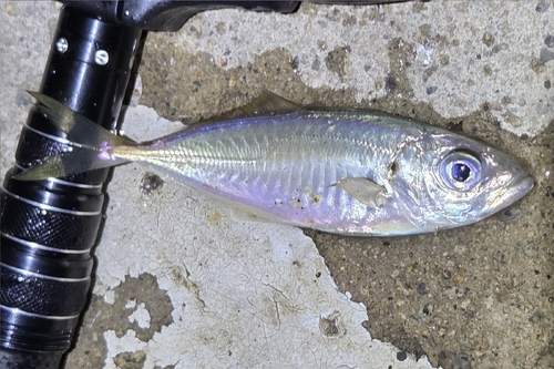 Decapterus observed 2026-09-24