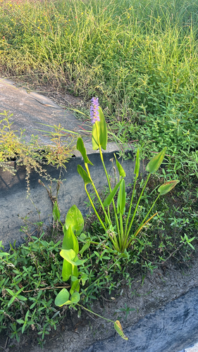 pickerelweed