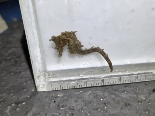 Korean Seahorse