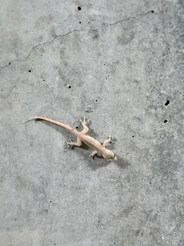 Asian House Gecko
