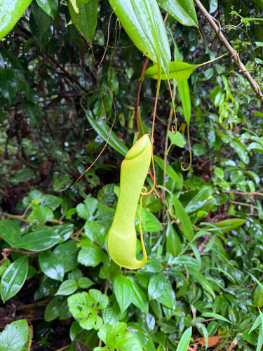 Sri Lankan pitcher plant