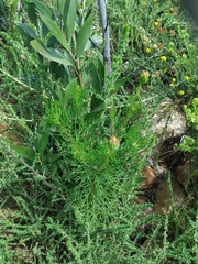 Euryops abrotanifolius