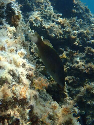 Brown Wrasse