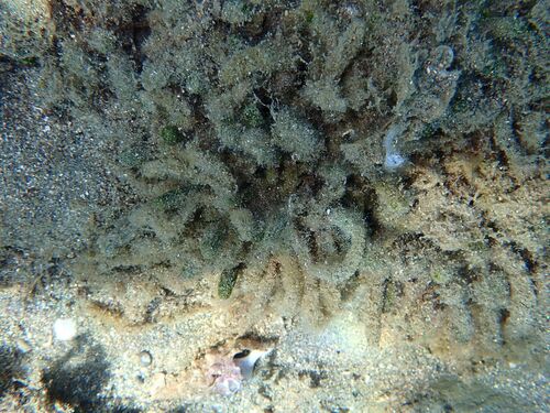 Dasycladus vermicularis