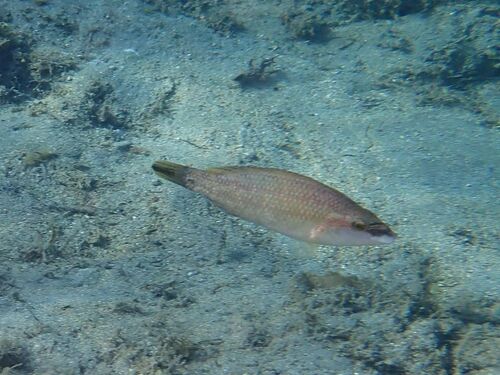 East Atlantic Peacock Wrasse