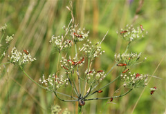 Rhagonycha fulva