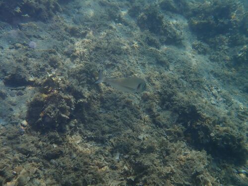 Gilthead Seabream