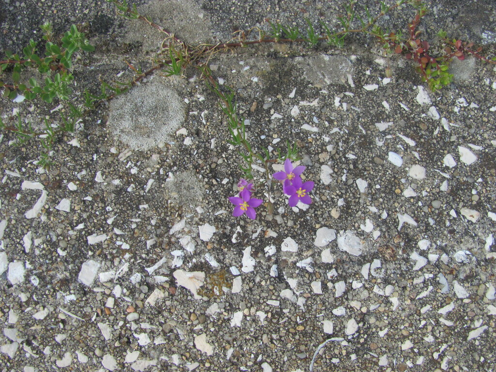 Spergularia purpurea; photograph (c) zebedeugalinha, some rights reserved (CC BY)