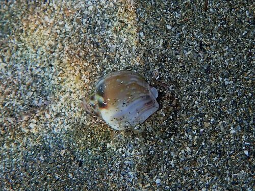 Tritia mutabilis observed 2026-09-24