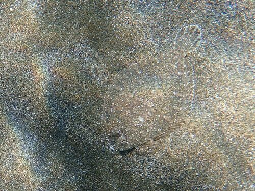 Wide-eyed Flounder