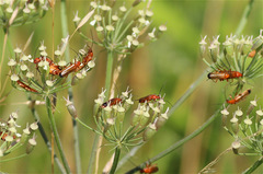 Rhagonycha fulva