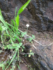 Cotula turbinata