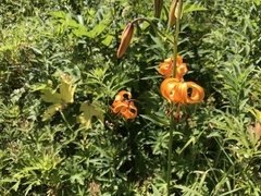 Lilium debile