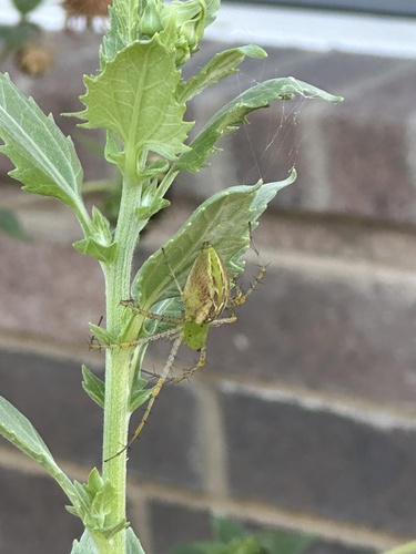 Green Lynx Spider