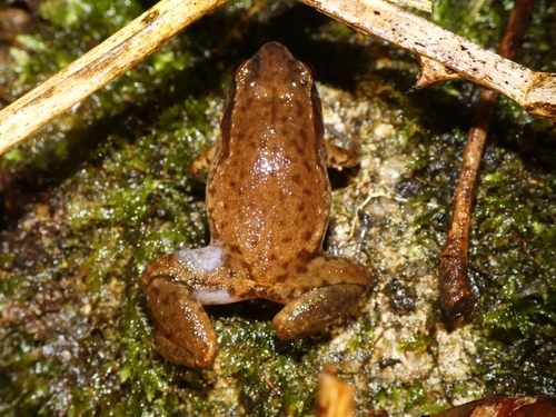 Austrochaperina observed 2026-09-24