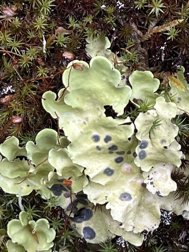 Arctic Kidney Lichen