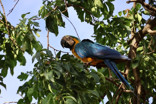 Blue-and-yellow Macaw