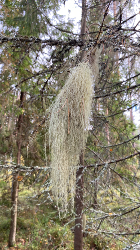 Pale-footed Horsehair Lichen