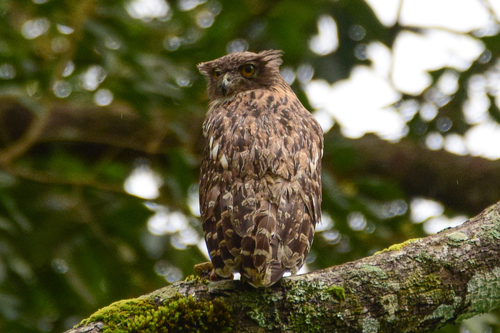Ketupa zeylonensis, 2026-09-21