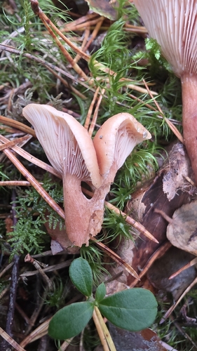 Birch Milkcap