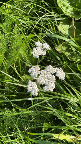 common yarrow