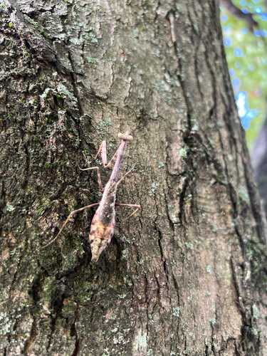 Carolina Mantis