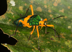 Paryphes