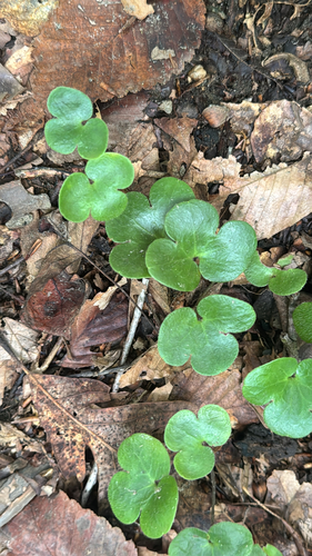 round-lobed hepatica