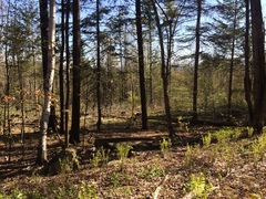 Troglodytes hiemalis