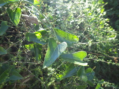 Smilax aspera