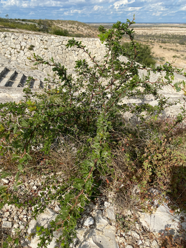 Vachellia rigidula