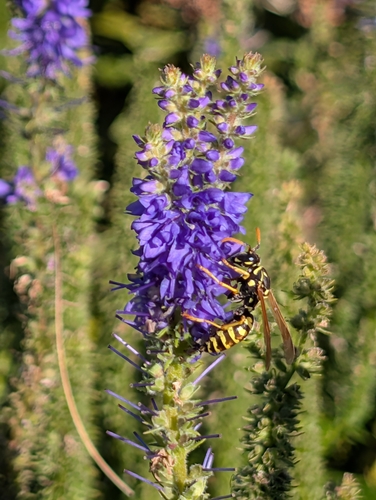 European Paper Wasp
