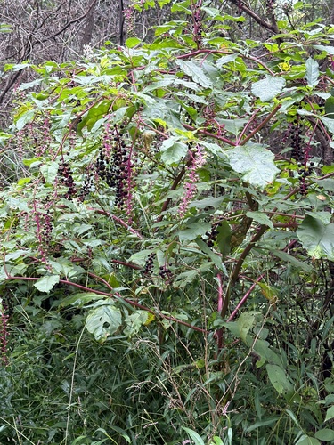American pokeweed