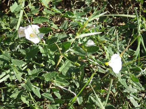field bindweed