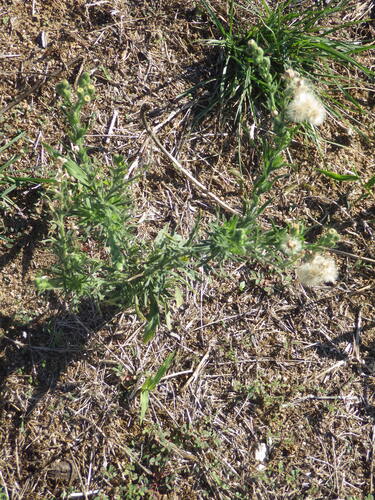 Flax-leaved Horseweed