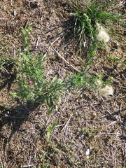 Erigeron bonariensis, photograph (c) Pere Barnola, some rights reserved (CC BY-SA)