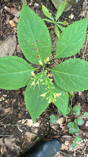 citronella horse balm