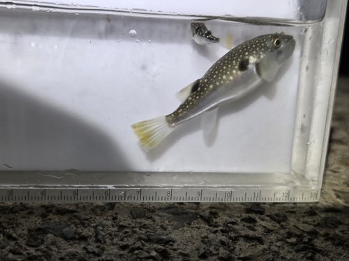 Grey-spotted Puffer