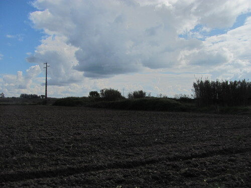 Arundo donax, photograph 4