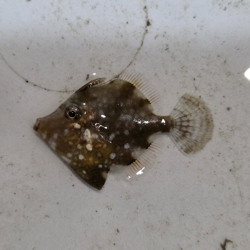 White-spotted Pygmy Filefish